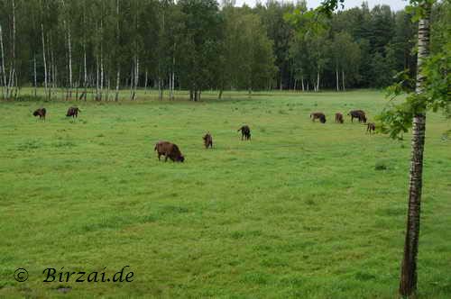 Wisentherde Panevezys Regionalpark Litauen